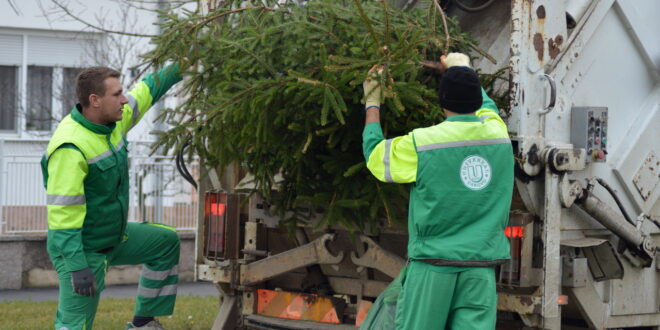 Traje odvoz isluženih božićnih drvaca